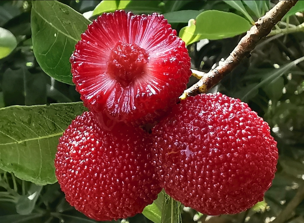 【仙居产地直发】正宗东魁大杨梅 社区团购预售开启！