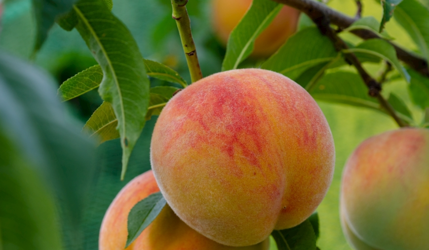 【自家果园直供】现摘现发 正宗奉化水蜜桃 社区团购开团啦！